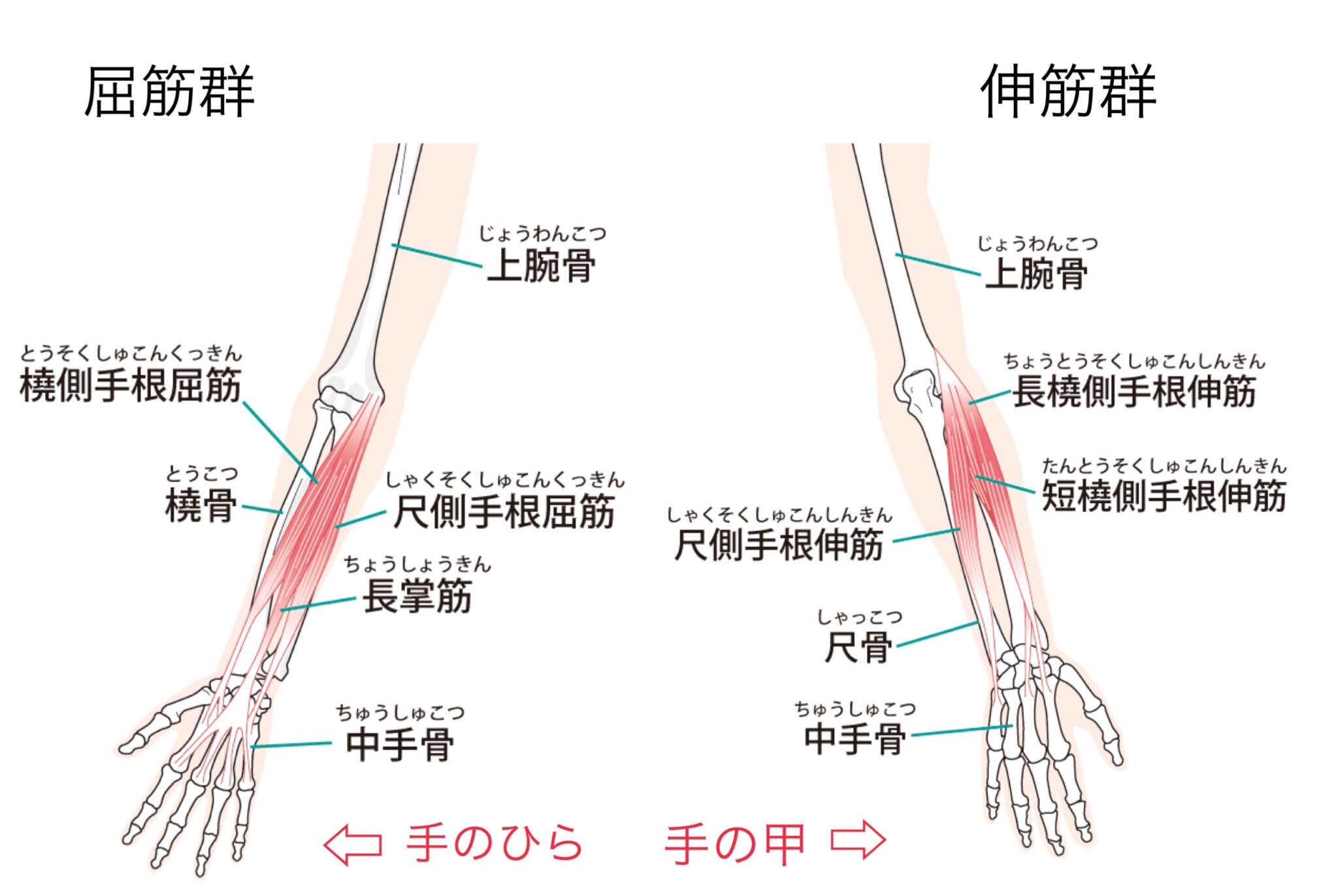 手首が硬くなる原因は！？手根骨の複雑な動きと連動について | 明日カラキレイ！
