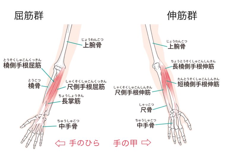 手首が硬くなる原因は!?手根骨の複雑な動きと連動について | 明日カラキレイ!