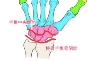 手首が硬くなる原因は!?手根骨の複雑な動きと連動について | 明日カラキレイ!
