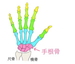手首が硬くなる原因は!?手根骨の複雑な動きと連動について | 明日カラキレイ!